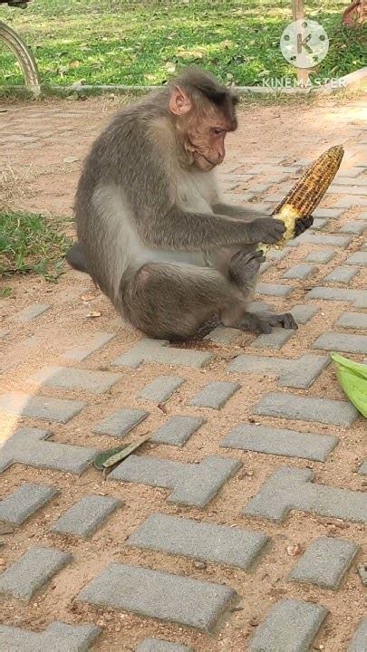 Baby Monkey Eating Corn Short Youtubeshorts Trending Youtube