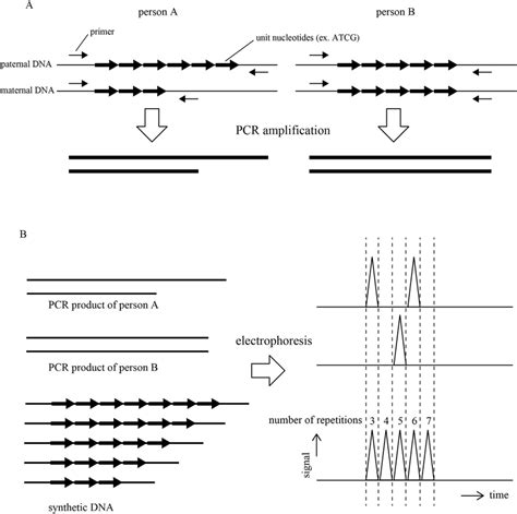 Schematic Diagram Of Personal Identification Method Using STR A PCR