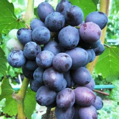 Виноград Мавр: описание и характеристики сорта, особенности ухода и ...