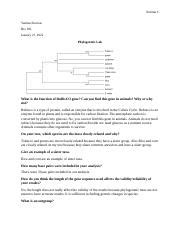 Phylogenetics Lab Docx Encinas 1 Yanitza Encinas Bio 182 January 27