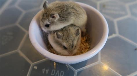 Roborovski dwarf hamster babies For Sale in Swansea, Wales | Preloved