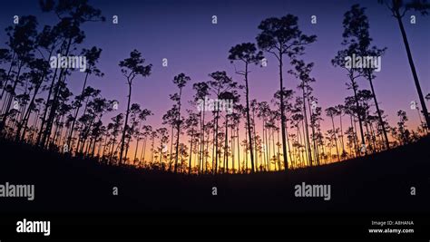 Everglades National Park Rimrock Pinewood Community At Long Pine Key