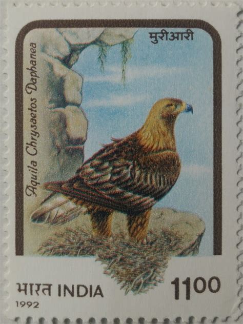 Birds Of Prey Himalayan Golden Eagle Hingedgum Washed