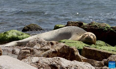 Mediterranean Monk Seal Seen On Seashore At Jaffa Beach In Israel