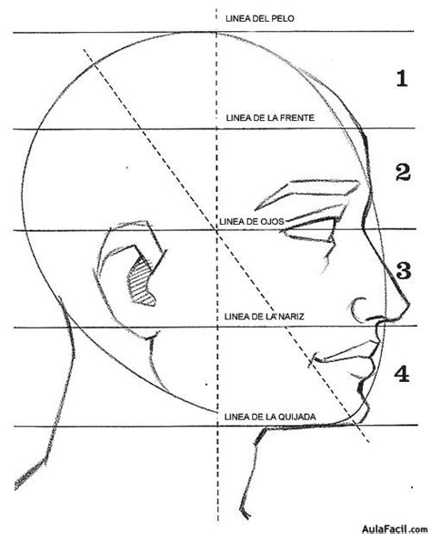 Estructura Del Rostro Educaci N Pl Stica Y Visual Eso