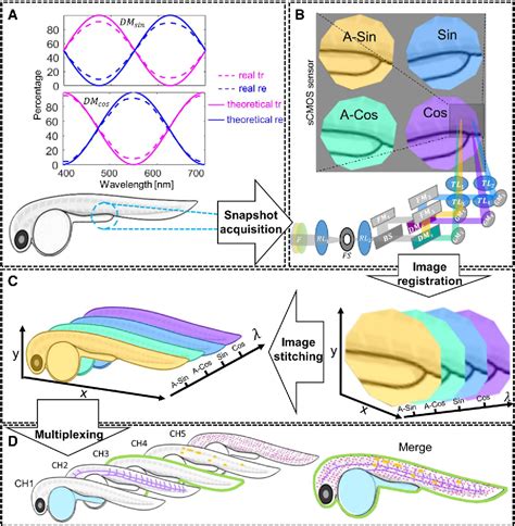 Figure From A Single Shot Hyperspectral Phasor Camera For Fast Multi