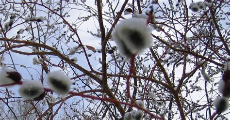 Ecorover Signs Of Spring Pussy Willows Bitterroot Rosettes