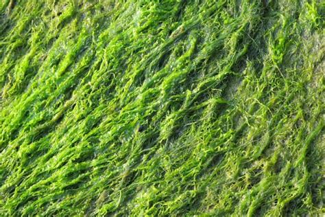 Growing Spirulina From Scratch Check How This Detailed Guide Helps