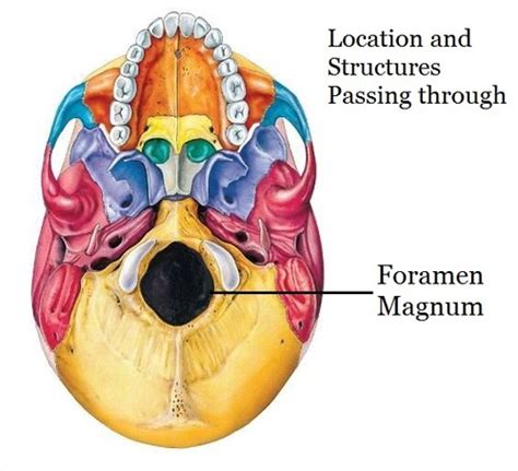 Occipital Bone Foramen Magnum