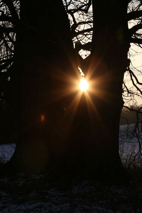 Free Images Tree Light Sun Night Sunlight Sparkler Sunbeam