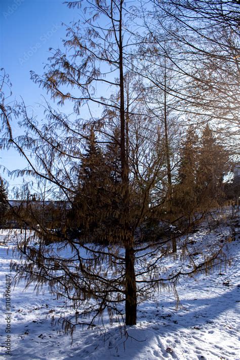 Naked Trees In The Midst Of Winter Stock Photo Adobe Stock