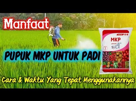 MANFAAT DAN KANDUNGAN PUPUK MKP UNTUK TANAMAN PADI YouTube