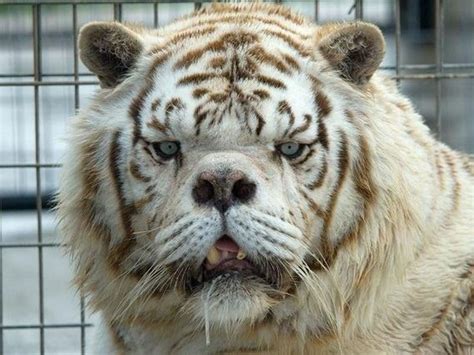 This is Kenny, the only white tiger with Down Syndrome, read his full story