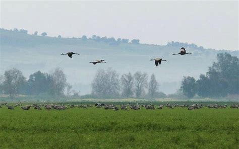 10 photos of Israel's greatest ecological turnaround - ISRAEL21c