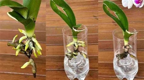 Entretenir Et Faire Refleurir Une Orchid E Les Astuces Cl S Comment