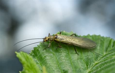 Plecoptera (stoneflies) — The Riverfly Partnership