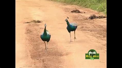 Running Peacocks Youtube