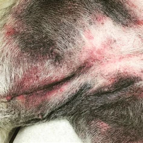 dog skin allergies