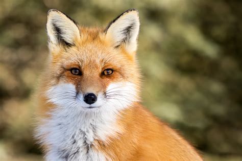 Troublesome Fox Caught at US Capitol - Washingtonian
