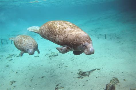 Manatee Laws and Regulations in Florida | Drive a Boat USA