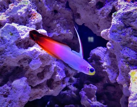 Everything About The Firefish Goby - Everything Reef