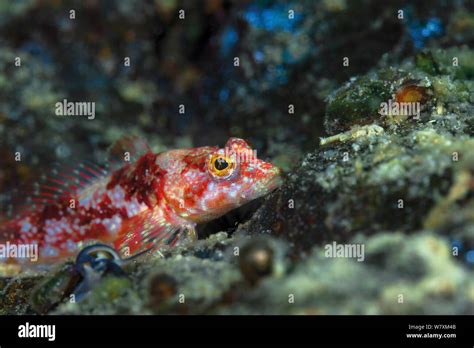 Red Baikal Sculpin Hi Res Stock Photography And Images Alamy