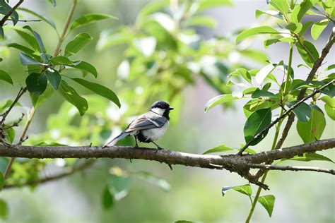 Great Tit 박새 3 JinSoo Choi Flickr