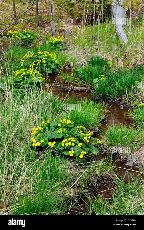 Evolution Creek Hi Res Stock Photography And Images Alamy