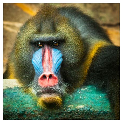 seldom   world monkey