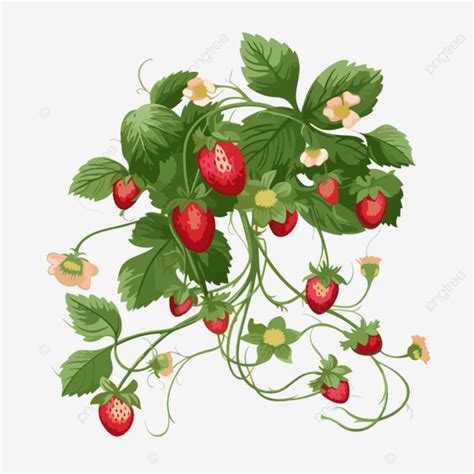 Strawberry Vine Sticker Clipart Strawberry Bouquet With Yellow
