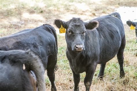 Leading the Herd - Read V3