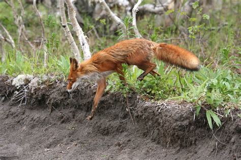 Wild Fox Free Stock Photo - Public Domain Pictures