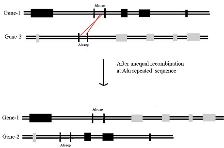 exon shuffling  crossing  exons   exchanged