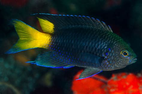 Neopomacentrus Violascens • Fish Sheet