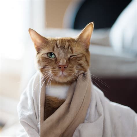 Котик закрывает глаза - картинки и фото koshka.top