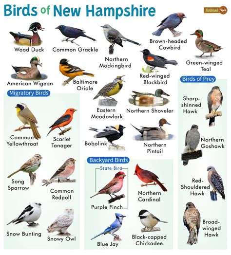 Most Common Backyard Birds In New Hampshire Sigloxxi