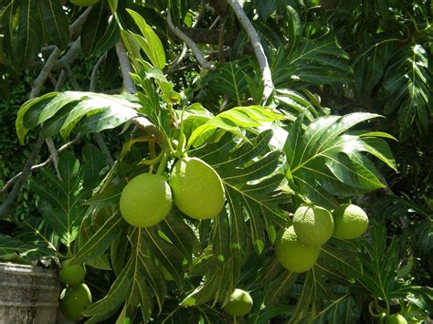 Breadfruit Artocarpus Altilis Moraceae Malcolm Manners Flickr