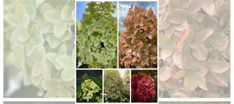 Гортензия метельчатые Металлика купить в Санкт-Петербурге | Товары для ...