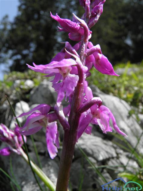 Zvezdnata Kukavica Orchis Mascula Subsp Speciosa Oz Orchis Signifera