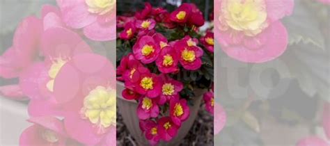 Бегония купить в Новосибирске | Товары для дома и дачи | Авито