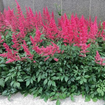 Astilbe Plantation Culture Et Entretien Nos Conseils