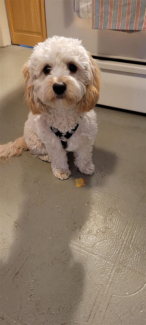 He's lucky he's so damn cute : r/CavaPoo