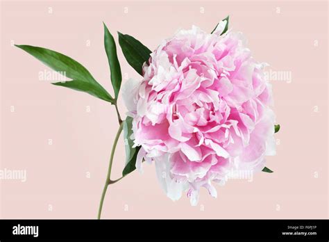 Pink Peony On Light Pink Background Stock Photo Alamy