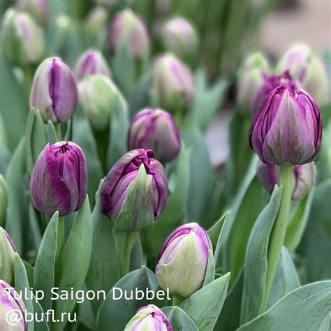 Tulip Saigon Dubbel авторское фото BUFL RU