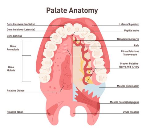 60 Molar Anatomy Crown Neck And Root Of Tooth Stock Photos Pictures