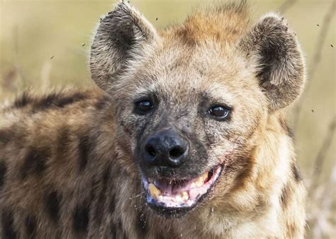Why Do Hyenas Laugh? 12 Laughing Hyena Sounds (What They Mean