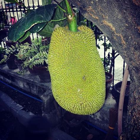 Langka Nangka Lanka Philippine Jackfruit