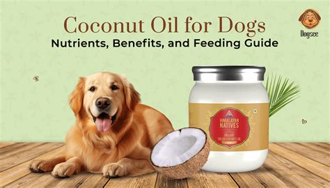 how to apply coconut oil to dogs skin