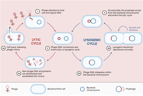 Lysogenic Cycle Rethink Biology Notes