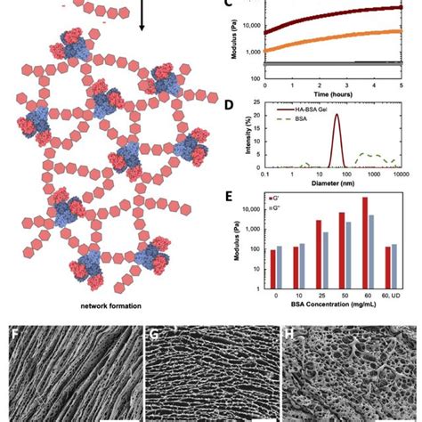 A Structures Of Chondroitin Sulfate Cs And Hyaluronic Acid Ha